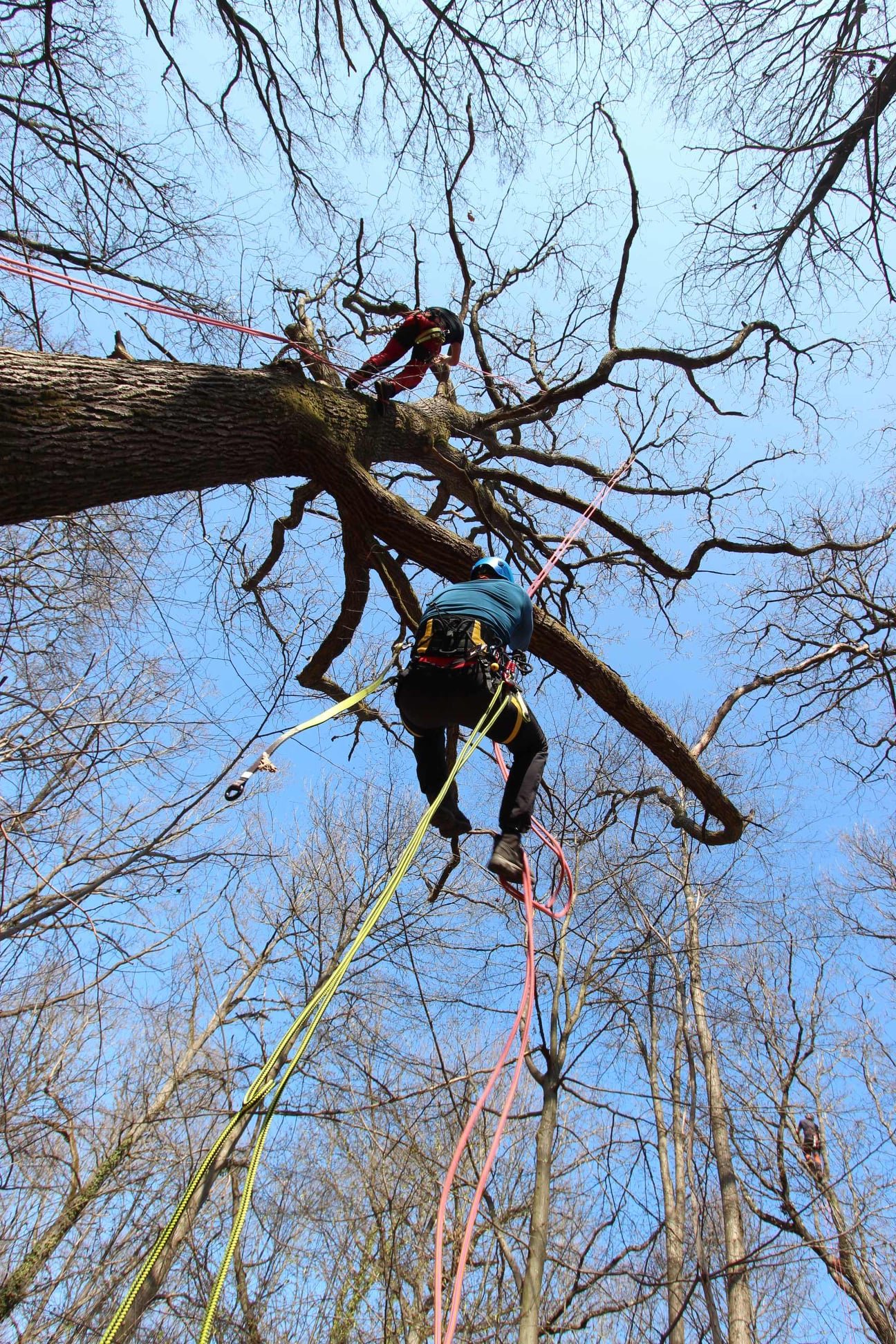 Module 2 : Sécurité - secours utopiarbre formation CQP educateur grimpe d'arbres secours
